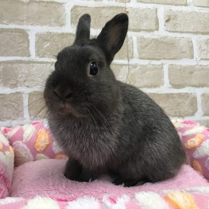 ♡枚方店 ウサギちゃんのご紹介♡ | ペットショップ Aペット