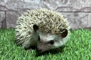 ハリネズミ系 | ペットショップ Aペット