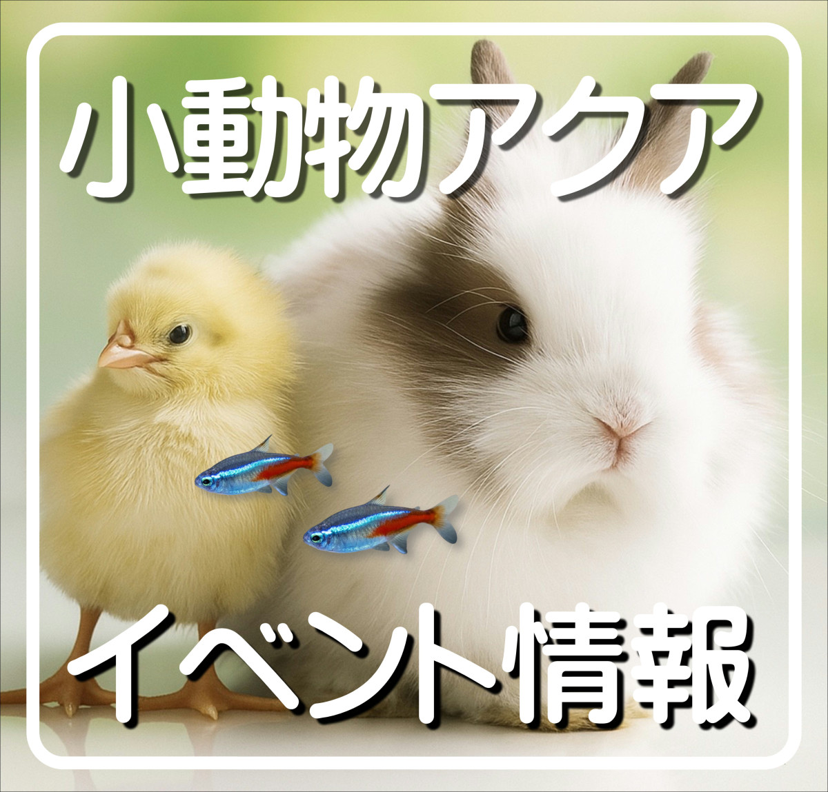 小動物アクアイベント情報