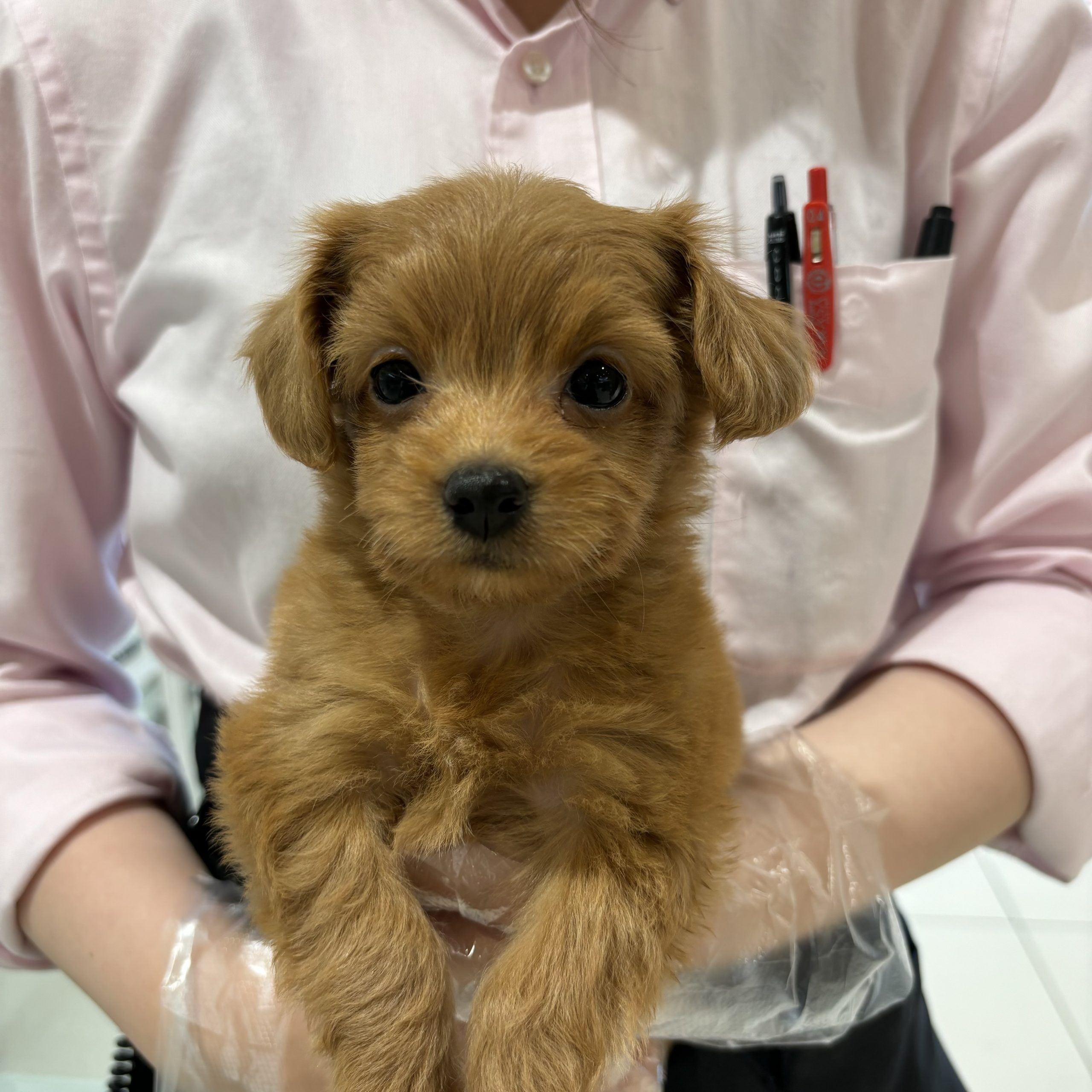 チワワ様☆確認用 （チワワ ラプンツェルちゃ...」愛知県 - 犬の里親 