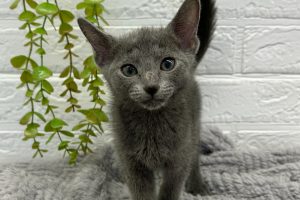 ロシアンブルー | ペットショップ Aペット